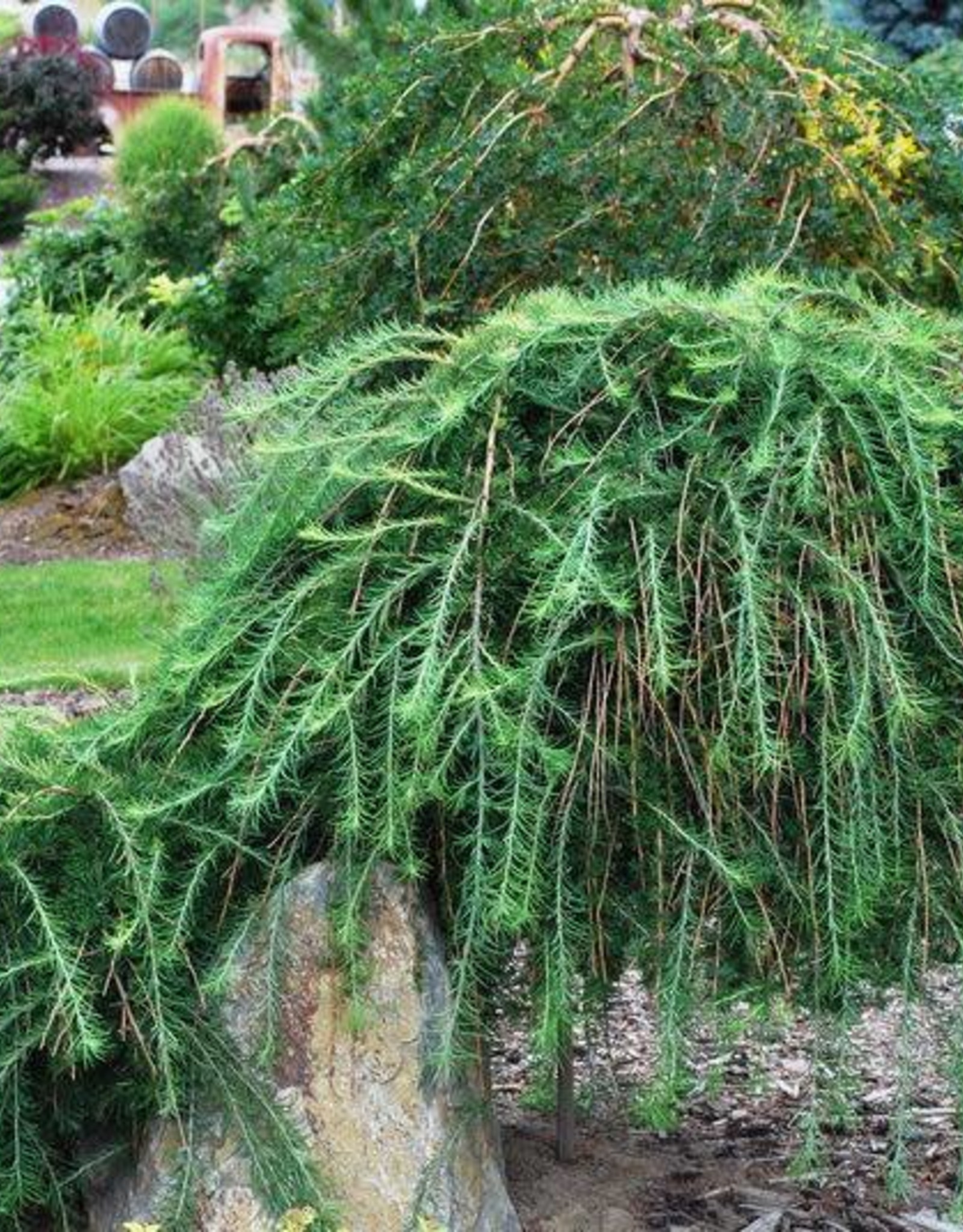 Bron and Sons Larix decidua 'Pendula' - Weeping Larch #10