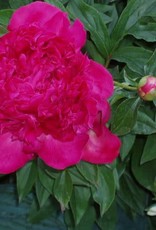 Bron and Sons Paeonia lactiflora 'Red Charm' #1 Peony