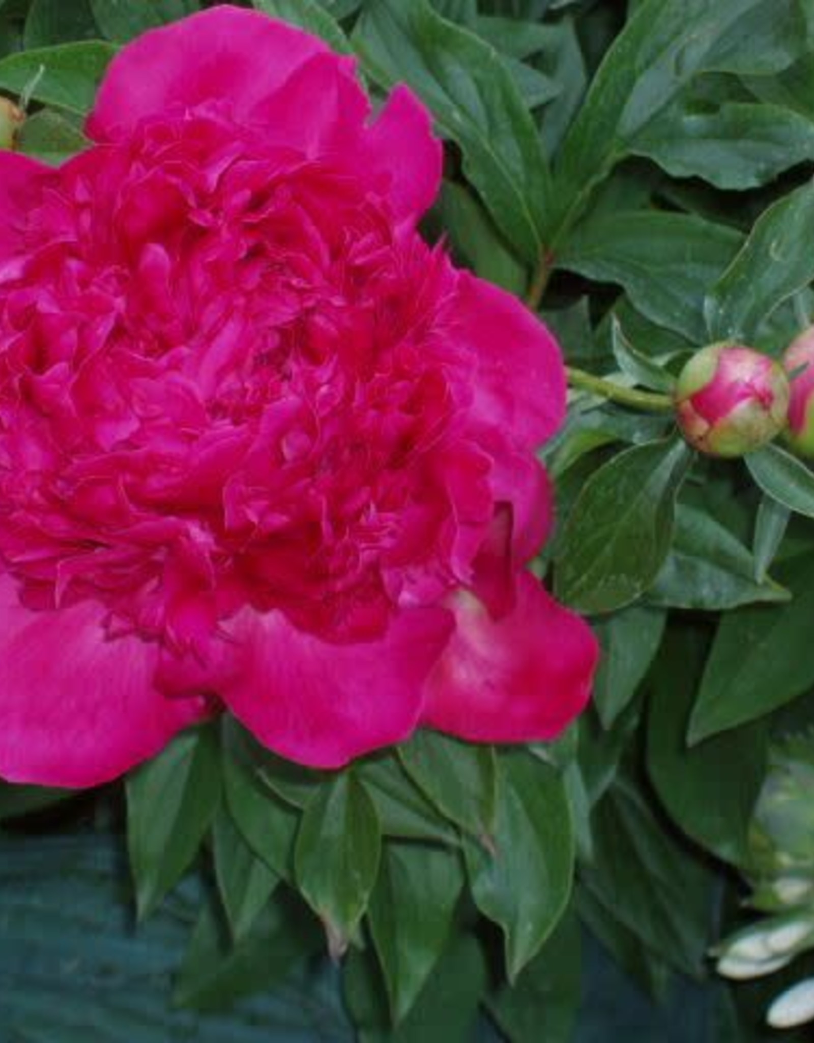 Bron and Sons Paeonia lactiflora 'Red Charm' #1 Peony