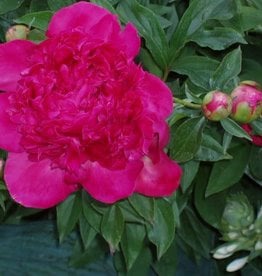 Bron and Sons Paeonia lactiflora 'Red Charm' #1 Peony