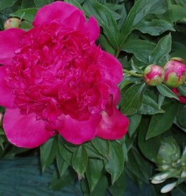 Bron and Sons Paeonia lactiflora 'Red Charm' #1  Red Charm Peony