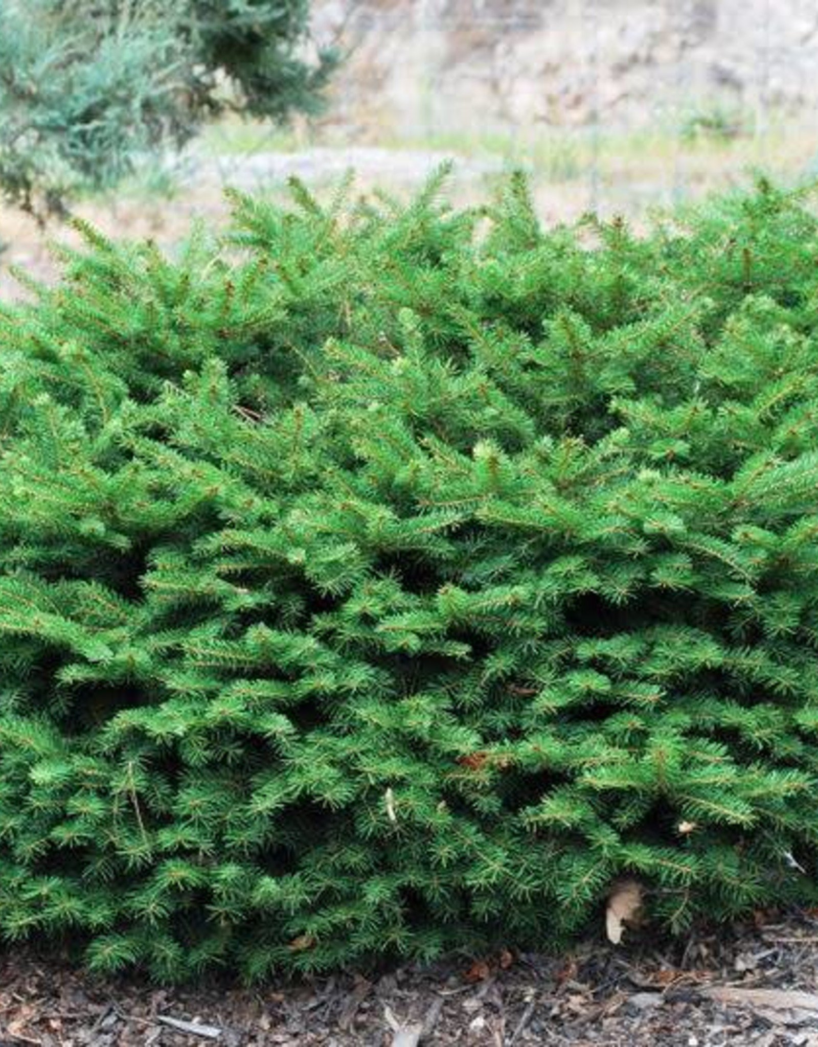 Bron and Sons Picea abies 'Nidiformis' #2 Bird's Nest Spruce