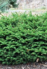 Bron and Sons Picea abies 'Nidiformis' #5 Bird's Nest Spruce