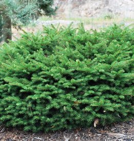 Bron and Sons Picea abies 'Nidiformis' #5 Bird's Nest Spruce