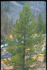 Bron and Sons Pinus contorta latifolia #5 Lodgepole Pine