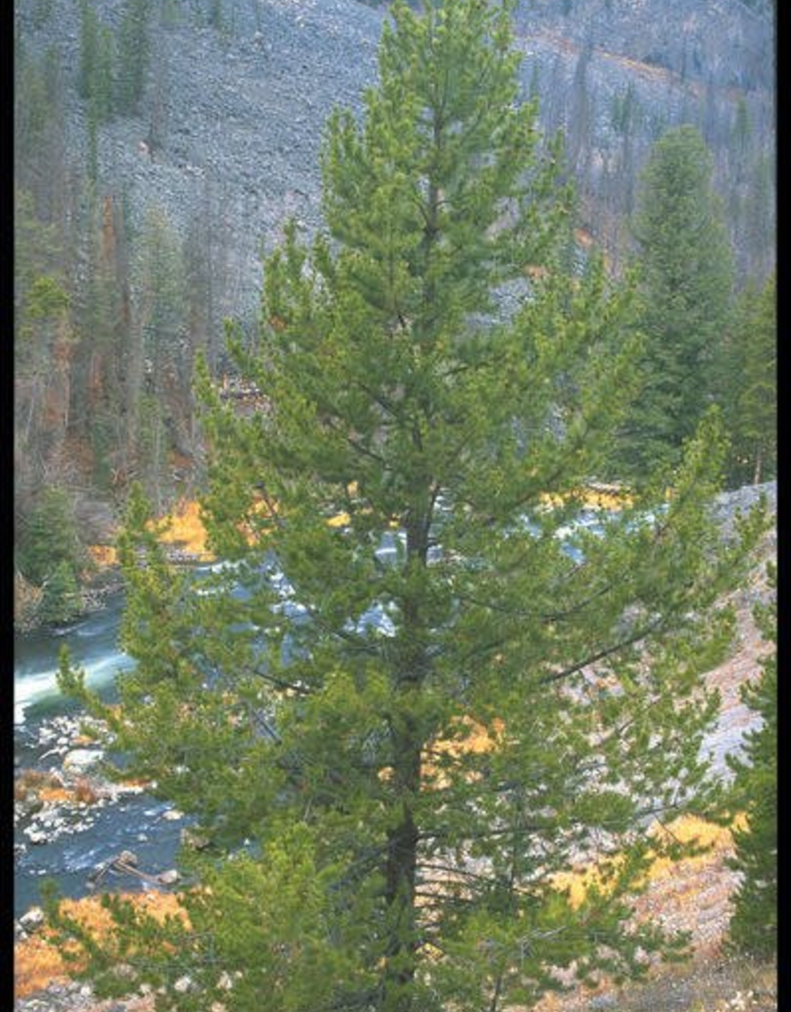 Bron and Sons Pinus contorta latifolia #5 Lodgepole Pine