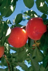Bron and Sons Prunus salicina 'Brookred' Plum #5