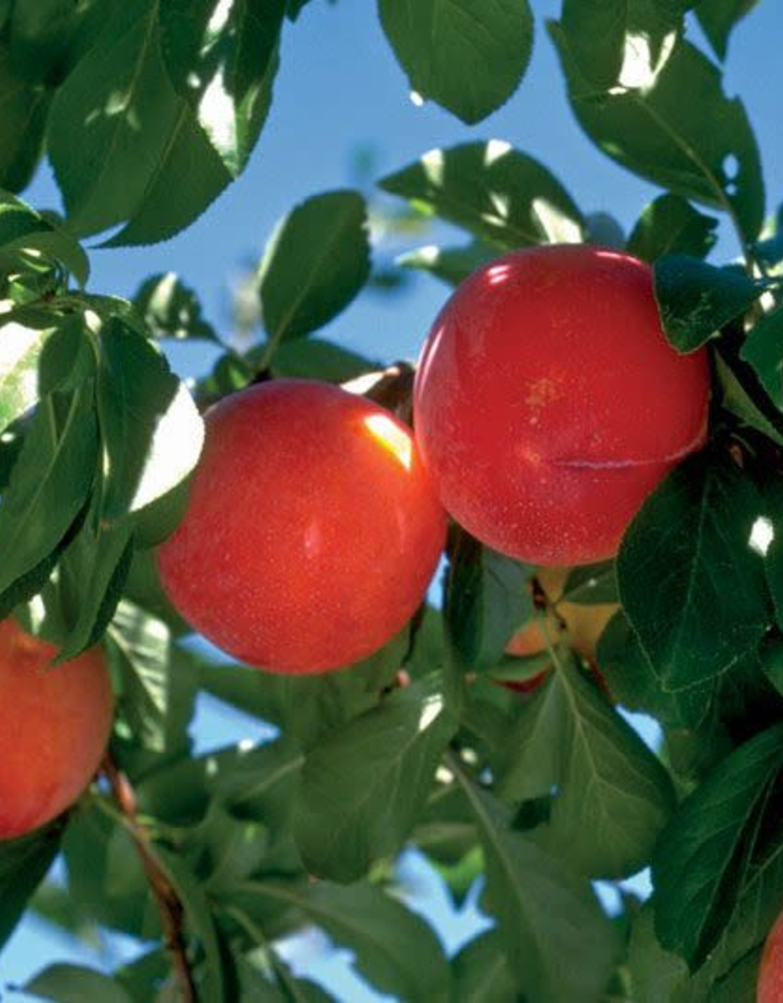 Bron and Sons Prunus salicina 'Brookred' Plum #5