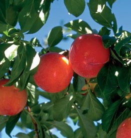 Bron and Sons Prunus salicina 'Brookred' Plum #5