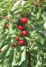 Bron and Sons Prunus x ker. 'Juliet' #2 Cherry Shrub