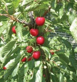Bron and Sons Prunus x ker. 'Juliet' #2 Cherry Shrub