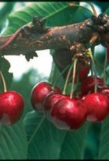 Bron and Sons Prunus x ker. 'SK Carmine Jewel' #2 Cherry Shrub