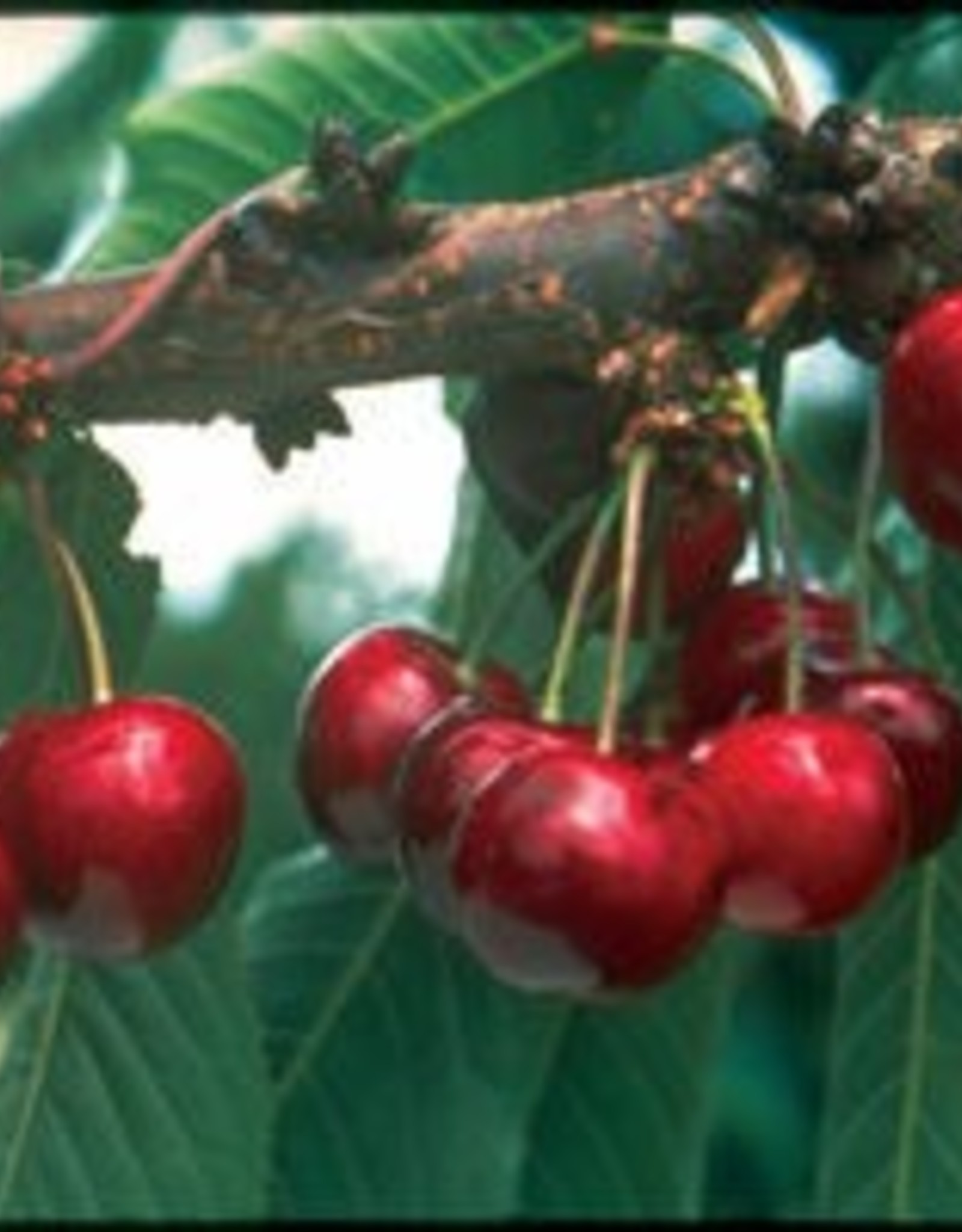 Bron and Sons Prunus x ker. 'SK Carmine Jewel' #2 Cherry Shrub
