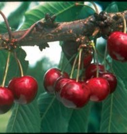 Bron and Sons Prunus x ker. 'SK Carmine Jewel' #2 Cherry Shrub