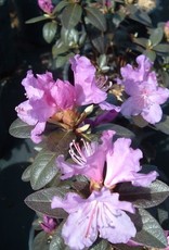 Bron and Sons Rhododendron 'P. J. M. Elite' #2