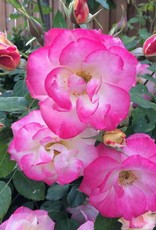 Bron and Sons Rosa 'CA 29' PPAF -Campfire™ Rose #2