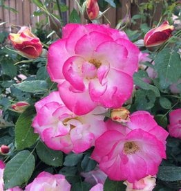 Bron and Sons Rosa 'CA 29' PPAF -Campfire™ Rose #2