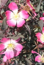 Bron and Sons Rosa glauca Pourr #2 Red Leaf Rose