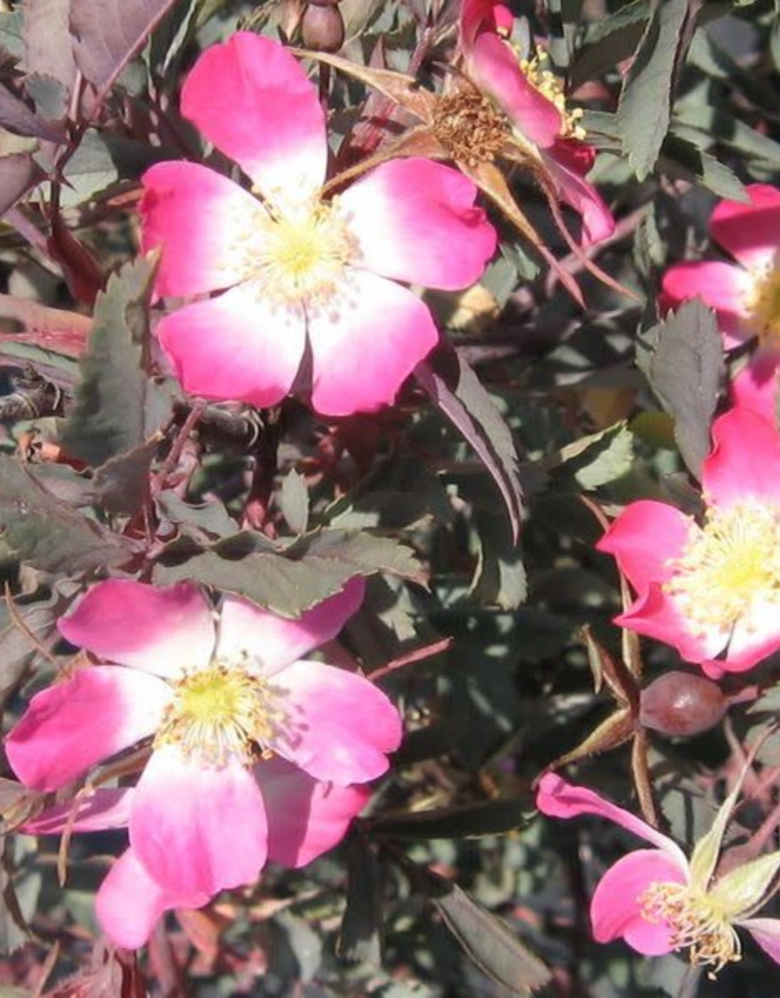 Bron and Sons Rosa glauca Pourr #2 Red Leaf Rose