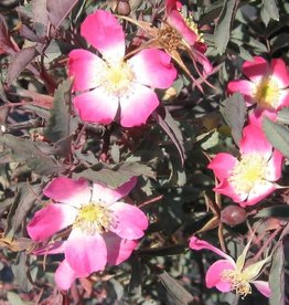 Bron and Sons Rosa glauca Pourr #2 Red Leaf Rose