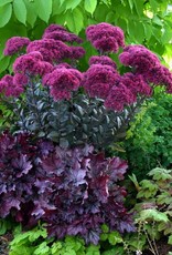 Bron and Sons Sedum 'Thunderhead' PP24693 #1  -Thunderhead Sedum