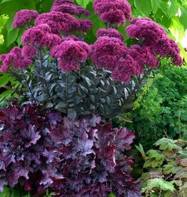 Bron and Sons Sedum 'Thunderhead' PP24693 #1  -Thunderhead Sedum