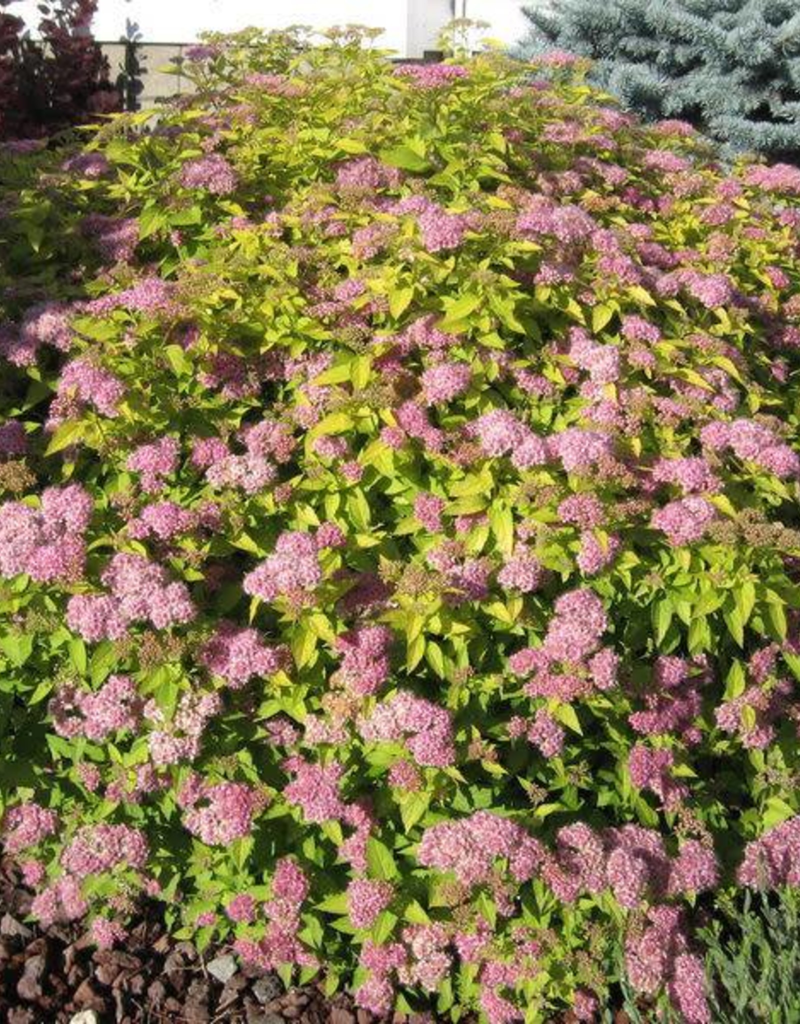 Bron and Sons Spiraea japonica 'Gold Mound' #2 Spirea