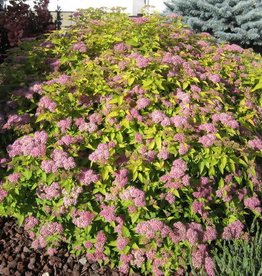Bron and Sons Spiraea japonica 'Gold Mound' #2 Spirea