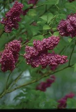 Bron and Sons Syringa v. 'Agincourt Beauty' #5 Lilac