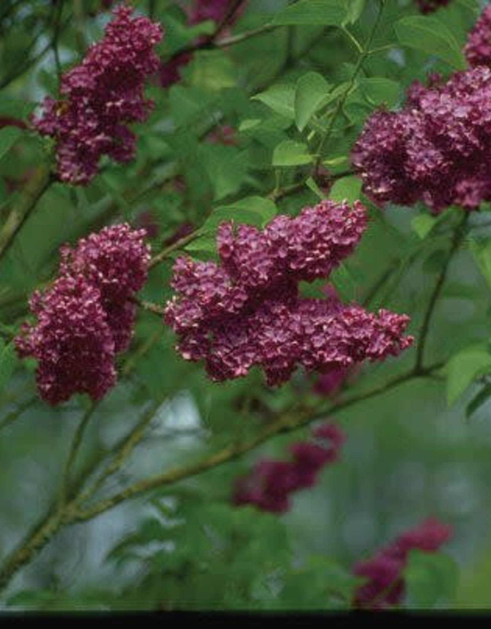 Bron and Sons Syringa v. 'Agincourt Beauty' #5 Lilac