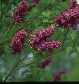 Bron and Sons Syringa v. 'Agincourt Beauty' #5 Lilac
