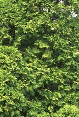 Bron and Sons Thuja occidentalis 'Wareana' #5 Siberian Cedar