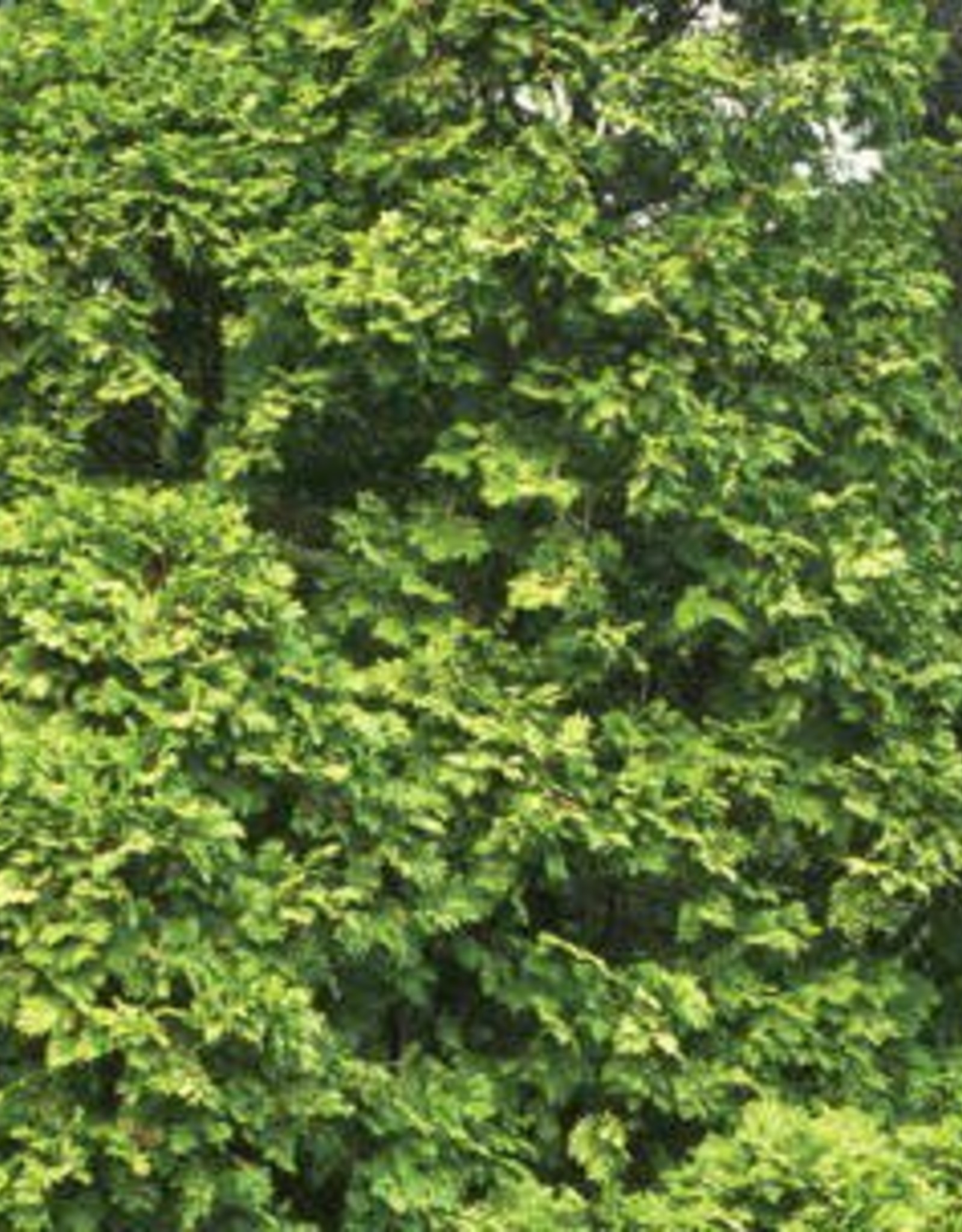 Bron and Sons Thuja occidentalis 'Wareana' #5 Siberian Cedar