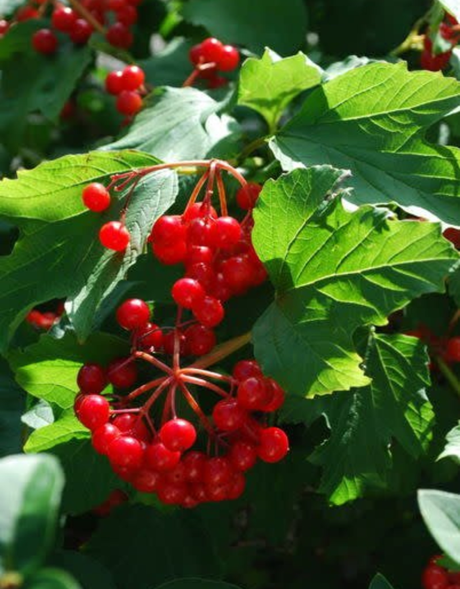 Bron and Sons Viburnum trilobum #2 American Highbush Cranberry