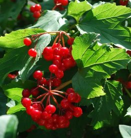 Bron and Sons Viburnum trilobum #2 American Highbush Cranberry