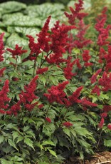 Walters Gardens Astilbe Fanal #1 x arendsii