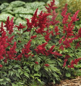Walters Gardens Astilbe Fanal #1 x arendsii