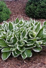 Walters Gardens Hosta Undulata Albomarginata #1