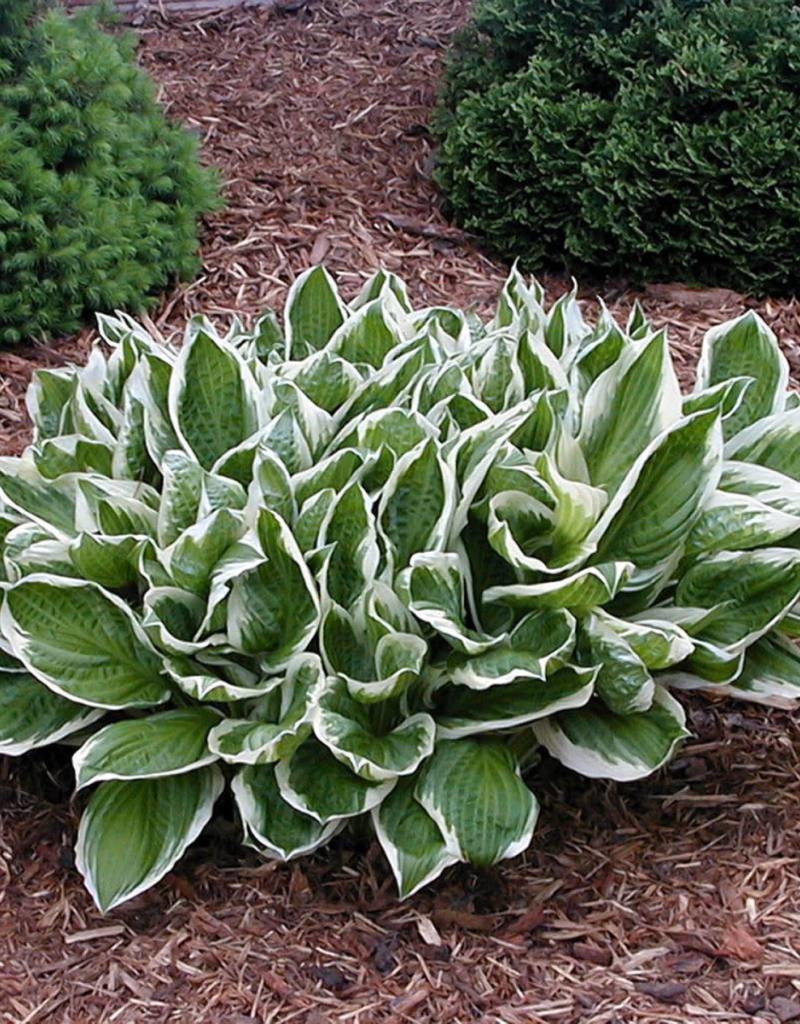 Walters Gardens Hosta Undulata Albomarginata #1