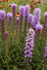 Walters Gardens Liatris spicata 'Kobold Original' vegform 5.5 in