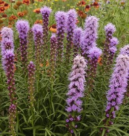 Walters Gardens Liatris spicata 'Kobold Original' vegform 5.5 in