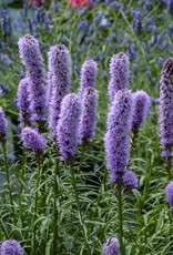 Walters Gardens Liatris spicata 'Kobold Original' vegform 5.5 in