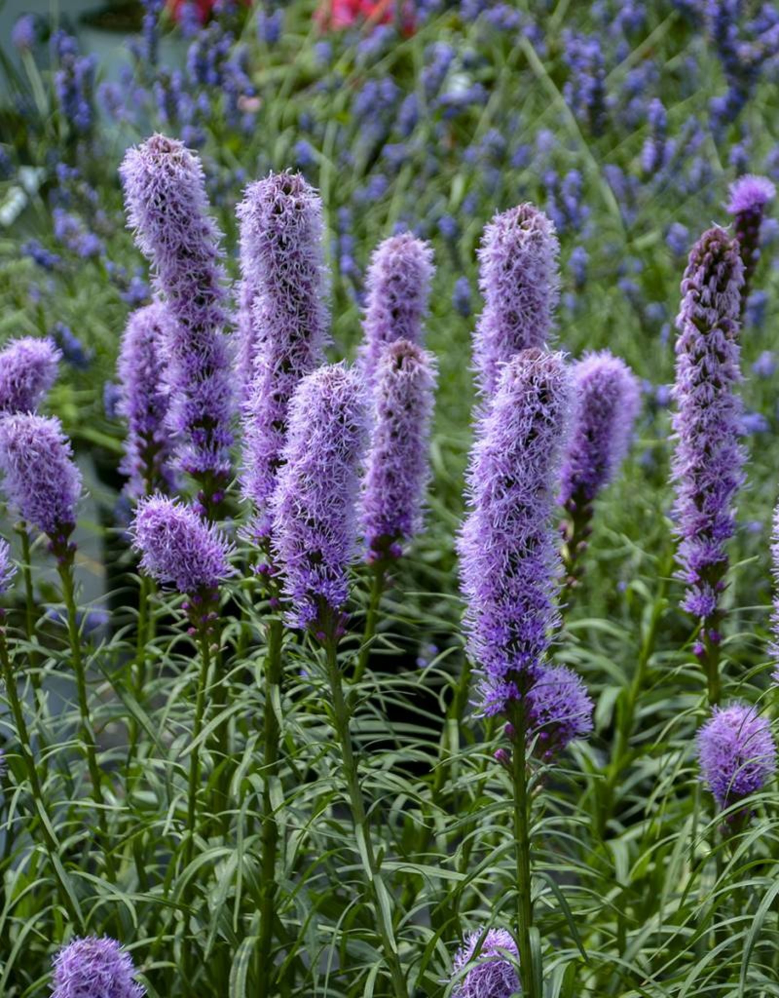 Walters Gardens Liatris spicata 'Kobold Original' vegform 5.5 in