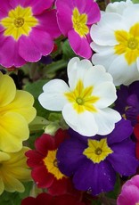 Walters Gardens Primula 'Pacifica Hybrids' Primrose 3.5in