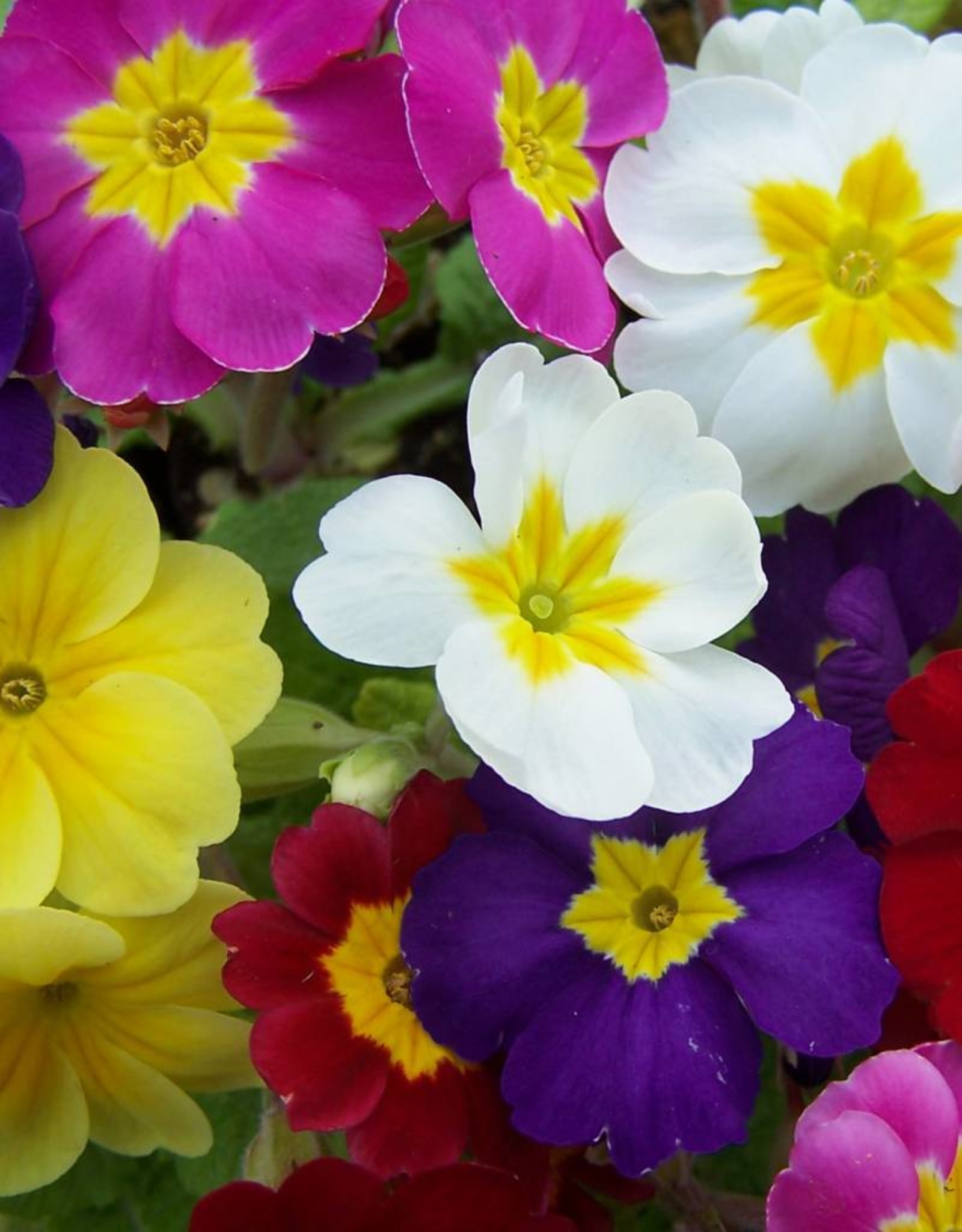 Walters Gardens Primula 'Pacifica Hybrids' Primrose 3.5in