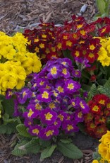 Walters Gardens Primula 'Pacifica Hybrids' Primrose 3.5in