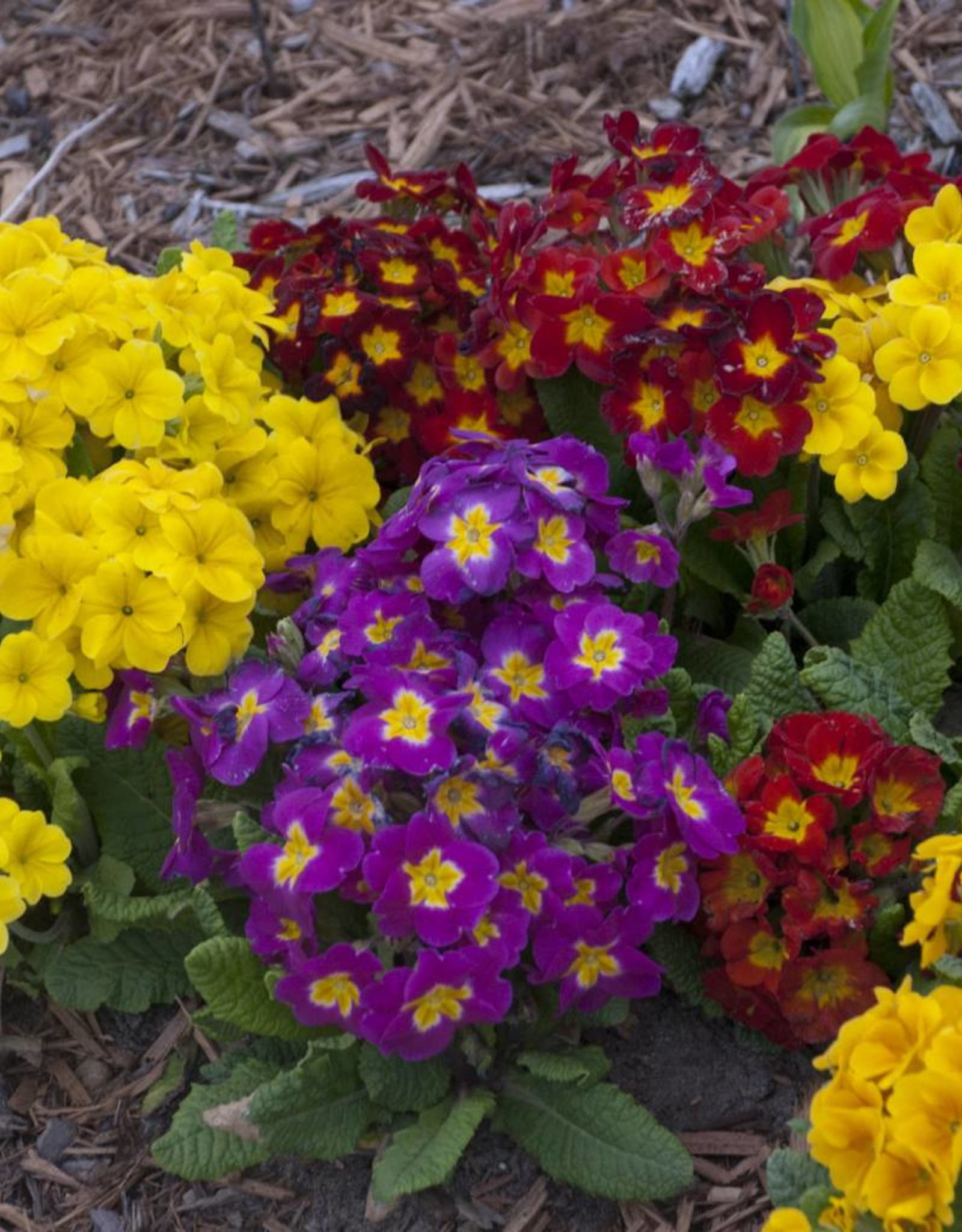 Walters Gardens Primula 'Pacifica Hybrids' Primrose 3.5in