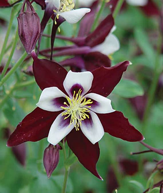 Aquilegia 'Swan' Burgundy/White 5.5 inch - Wagon Wheel