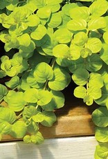 Gulley Greenhouse Lysimachia nummularia 'Aurea' Creeping Jenny 3.5in