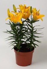 Zabo Lilium Asiatic Pot Lily TINY BEE Yellow #1 pot